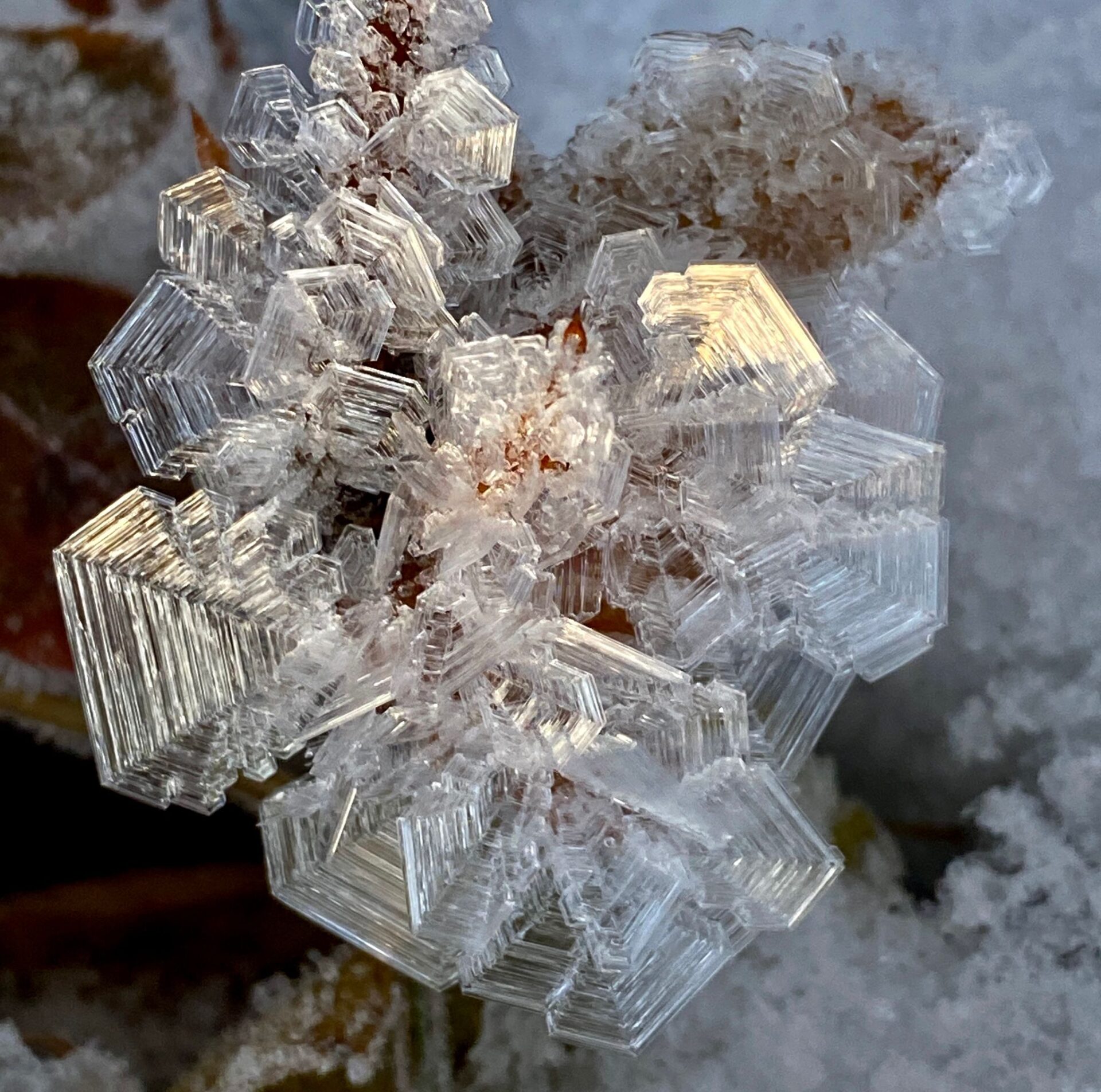 Årsrapport fra Nedre Glomma Permakulturlag 2025