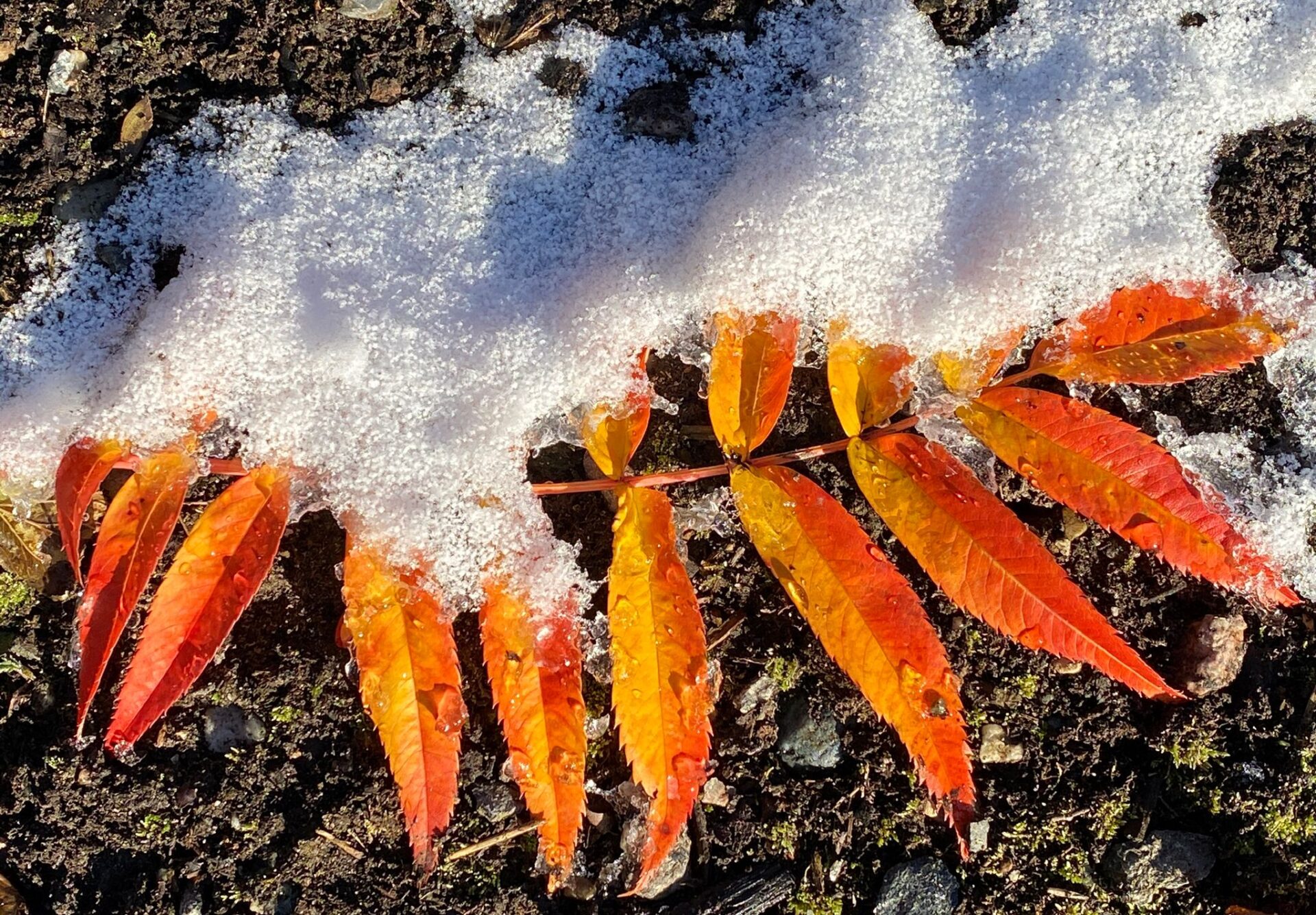 Årsrapport fra Nesodden og Nordre Frogn Permakulturlag 2025