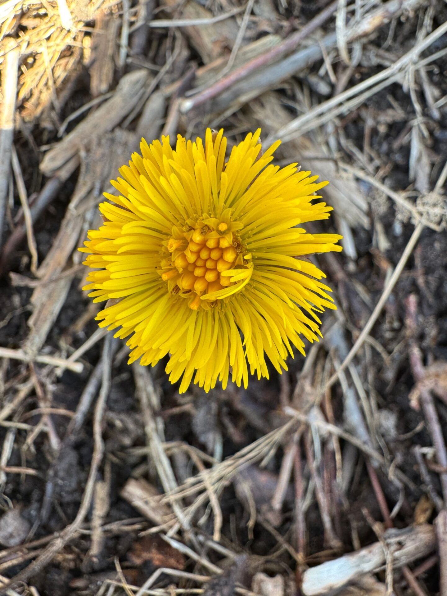 Årsrapport fra Vestfold Permakulturlag 2025